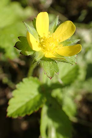 Potentilla indica \ Indische Schein-Erdbeere, D Attendorn 21.5.2018