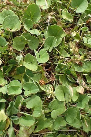 Dichondra repens / Creeping Dichondra, D Mönchengladbach 13.6.2018