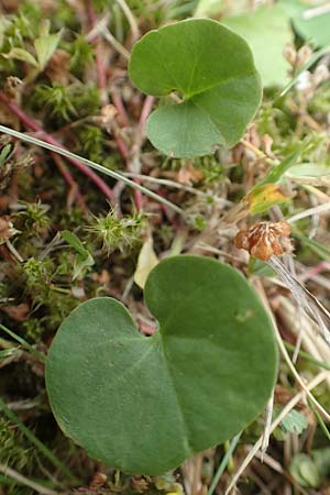 Dichondra repens / Creeping Dichondra, D Mönchengladbach 13.6.2018