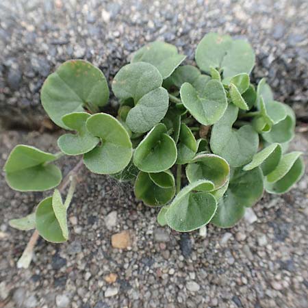 Dichondra repens / Creeping Dichondra, D Mönchengladbach 13.6.2018