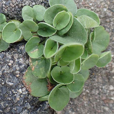 Dichondra repens \ Kriechende Dichondra / Creeping Dichondra, D Mönchengladbach 13.6.2018