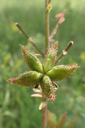 Dictamnus albus \ Diptam / Burning Bush, D Istein 25.6.2018