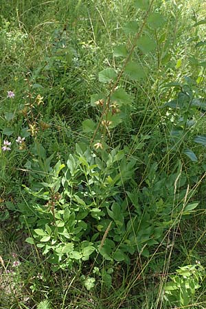 Dictamnus albus \ Diptam / Burning Bush, D Istein 25.6.2018