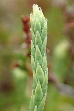 Diphasiastrum issleri \ Isslers Flach-Brlapp, D Harz, Sonnenberg 24.8.2018