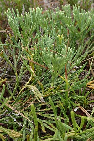 Diphasiastrum issleri \ Isslers Flach-Brlapp / Issler's Clubmoss, D Harz, Sonnenberg 24.8.2018