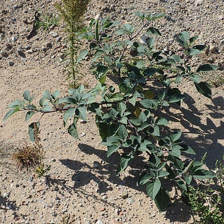 Datura inoxia \ Grobltiger Stechapfel, Mexikanischer Stechapfel / Downy Thorn Apple, D Mannheim 16.9.2018