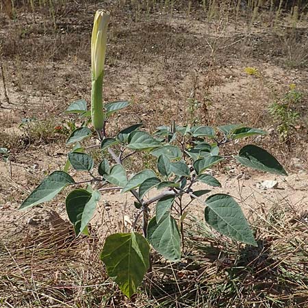 Datura inoxia \ Grobltiger Stechapfel, Mexikanischer Stechapfel / Downy Thorn Apple, D Mannheim 16.9.2018