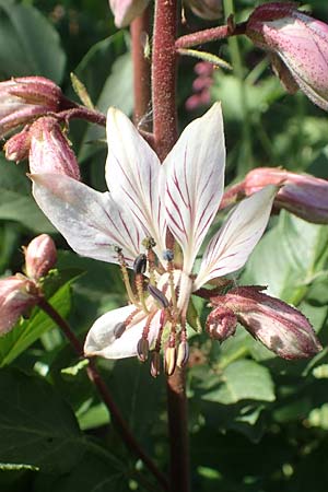 Dictamnus albus \ Diptam / Burning Bush, D Grünstadt-Asselheim 26.4.2020