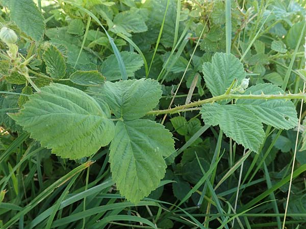 Rubus dichtstachelig \ Dichtstachelige Haselblatt-Brombeere / Dense-Spined Hazel-Leaf Bramble, D Odenwald, Lindenfels 26.6.2020