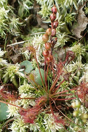 Drosera intermedia \ Mittlerer Sonnentau, D Heiliges Meer (Kreis Steinfurt) 10.9.2020