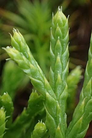 Diphasiastrum issleri \ Isslers Flach-Brlapp, D Harz, Sonnenberg 20.9.2021