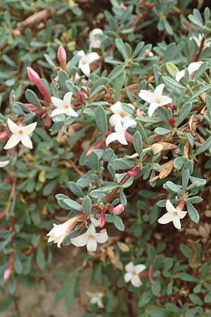 Daphne jasminea \ Jasminhnlicher Seidelbast / Jasmine Daphne, D Botan. Gar.  Universit.  Tübingen 3.9.2016