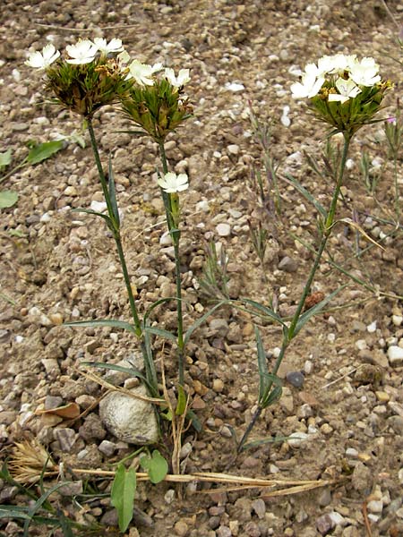 Dianthus knappii \ Schwefel-Nelke, Balkan-Nelke / Yellow Pink, D Botan. Gar.  Universit.  Mainz 11.7.2009