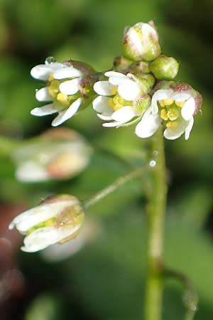 Draba kohlscheidensis \ Kohlscheider Hungerblmchen / Kohlscheid Whitlowgrass, D Herzogenrath-Kohlscheid 10.3.2019