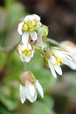 Draba kohlscheidensis \ Kohlscheider Hungerblmchen / Kohlscheid Whitlowgrass, D Herzogenrath-Kohlscheid 10.3.2019