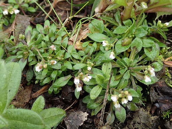 Draba kohlscheidensis \ Kohlscheider Hungerblmchen / Kohlscheid Whitlowgrass, D Herzogenrath-Kohlscheid 10.3.2019