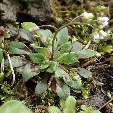 Draba kohlscheidensis \ Kohlscheider Hungerblmchen / Kohlscheid Whitlowgrass, D Herzogenrath-Kohlscheid 10.3.2019