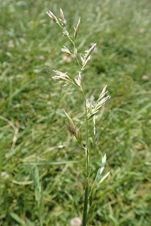 Festuca rubra agg. \ Gewhnlicher Rot-Schwingel / Creeping Red Fescue, D Hegne 6.6.2018