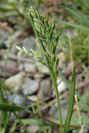 Poa pratensis \ Wiesen-Rispengras, Wiesenrispe / Smooth Meadow Grass, Kentucky Blue Grass, D Hegne 6.6.2018