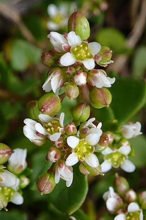 Cochlearia danica \ Dnisches Lffelkraut, D Hainstadt 8.4.2023