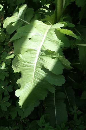 Dipsacus laciniatus \ Schlitzblttrige Karde / Cut-Leaved Teasel, D Mannheim 19.5.2023