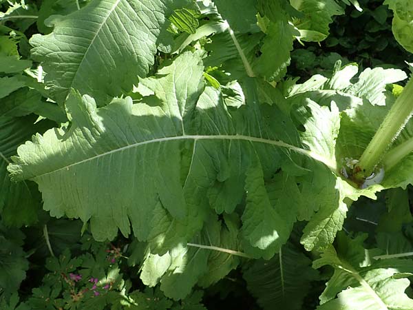 Dipsacus laciniatus \ Schlitzblttrige Karde / Cut-Leaved Teasel, D Mannheim 19.5.2023