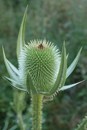 Dipsacus laciniatus \ Schlitzblttrige Karde / Cut-Leaved Teasel, D Mannheim 25.6.2023