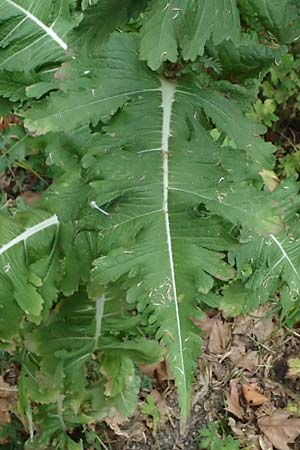 Dipsacus laciniatus \ Schlitzblttrige Karde / Cut-Leaved Teasel, D Mannheim 15.7.2023