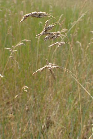 Poa trivialis \ Gewhnliches Rispengras / Rough Blue Grass, D Ketsch 8.6.2018