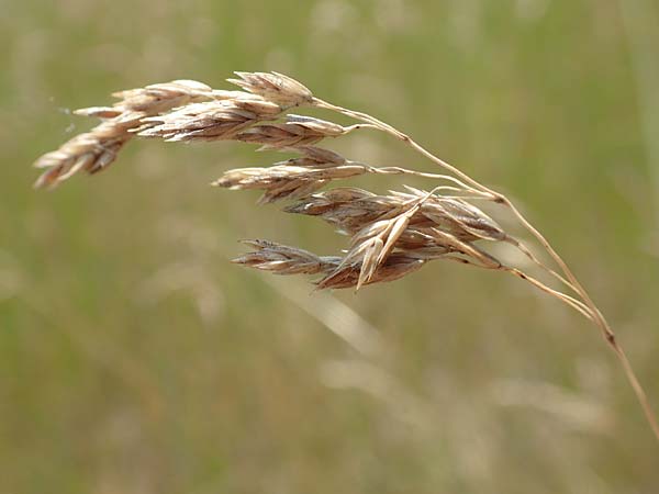 Poa trivialis \ Gewhnliches Rispengras / Rough Blue Grass, D Ketsch 8.6.2018