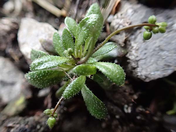 Draba verna agg. / Common Whitlowgrass, D Jülich 10.3.2019