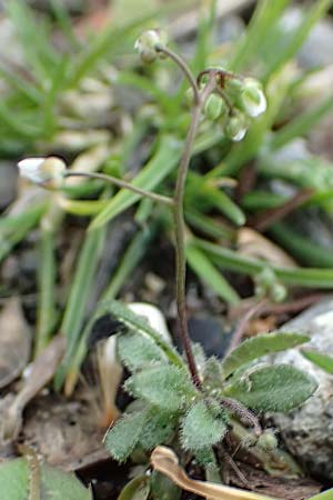 Draba verna agg. \ Frhlings-Hungerblmchen / Common Whitlowgrass, D Jülich 10.3.2019