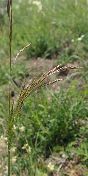 Deschampsia media \ Binsen-Schmiele / Alpine Hair Grass, D Ketsch 28.5.2019