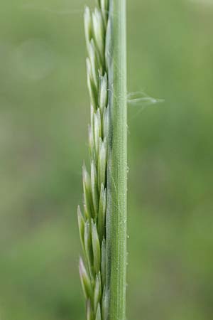 Deschampsia media \ Binsen-Schmiele / Alpine Hair Grass, D Ketsch 28.5.2019