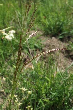 Deschampsia media \ Binsen-Schmiele / Alpine Hair Grass, D Ketsch 28.5.2019