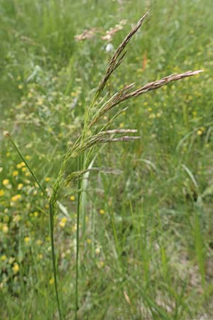 Deschampsia media \ Binsen-Schmiele / Alpine Hair Grass, D Ketsch 28.5.2019