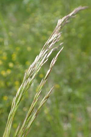 Deschampsia media \ Binsen-Schmiele / Alpine Hair Grass, D Ketsch 28.5.2019