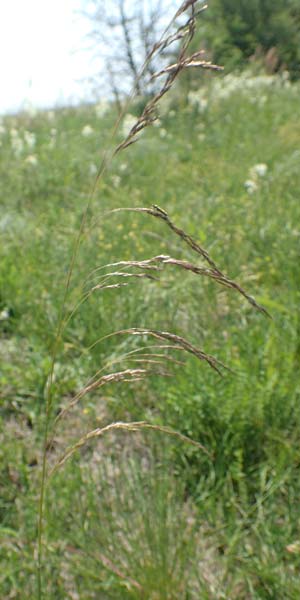 Deschampsia media \ Binsen-Schmiele / Alpine Hair Grass, D Ketsch 4.6.2019