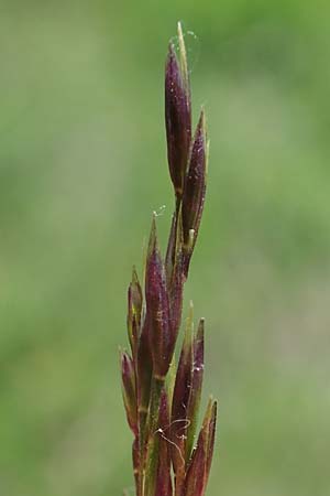 Deschampsia media \ Binsen-Schmiele / Alpine Hair Grass, D Ketsch 4.6.2019