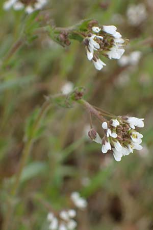 Draba muralis \ Mauer-Felsenblmchen / Wall Whitlowgrass, D Rheinhessen, Frei-Laubersheim 13.4.2021