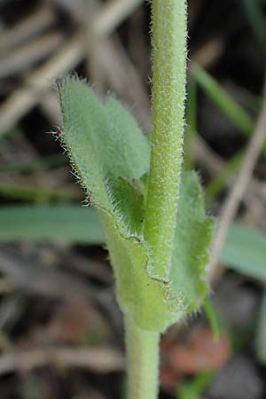 Draba muralis / Wall Whitlowgrass, D Hirschberg 15.4.2021