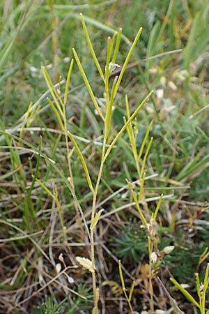 Arabis auriculata \ Gehrte Gnsekresse / Annual Rock-Cress, D Grünstadt-Asselheim 1.5.2021