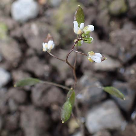 Draba majuscula \ Behaartes Hungerblmchen / Hairy Whitlowgrass, D Jülich 17.4.2023