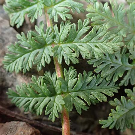 Erodium cicutarium \ Gewhnlicher Reiherschnabel, D Mannheim 25.9.2015