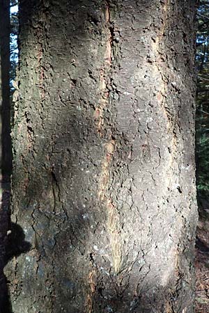 Pseudotsuga menziesii \ Grne Douglasie / Douglas Fir, D Odenwald, Ursenbach 30.10.2016