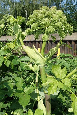 Angelica archangelica \ Arznei-Engelwurz, Echte Engelwurz, D Duisburg 23.5.2019