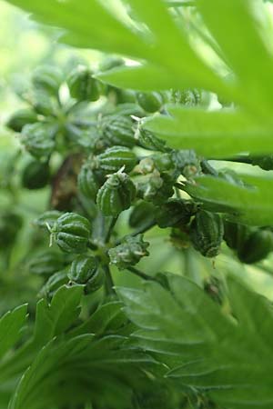 Conium maculatum \ Gefleckter Schierling, Flecken-Schierling / Hemlock, D Mannheim 24.10.2019