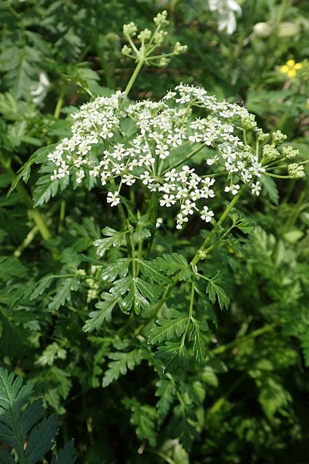 Conium maculatum \ Gefleckter Schierling, Flecken-Schierling, D Mannheim 24.10.2019