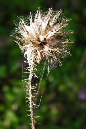 Dipsacus pilosus \ Behaarte Karde, D Gernsheim 17.4.2015