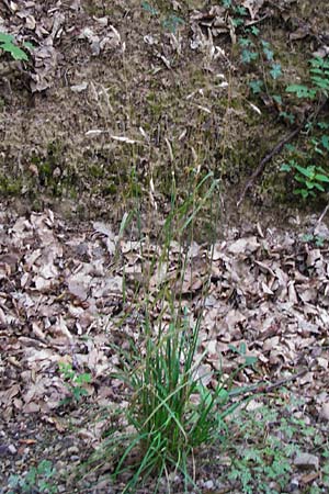 Dactylis polygama \ Wald-Knuelgras / Slender Cocksfoot Grass, D Weinheim an der Bergstraße 20.7.2015